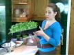 How to Grow Wheat Grass Indoors